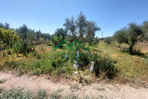 P704787