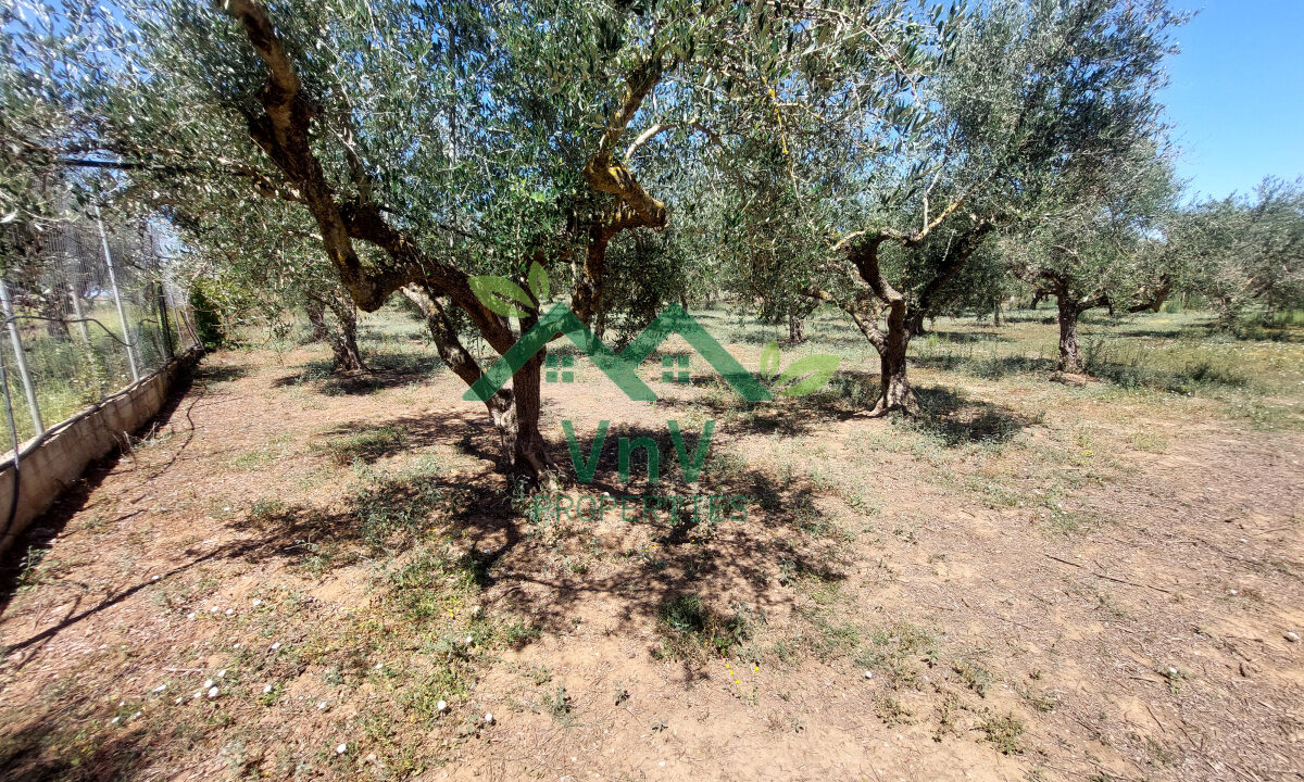 P709654